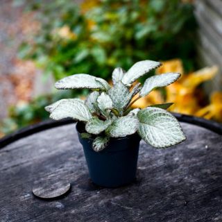 Episcia 'Neon Surprise' 12 cm