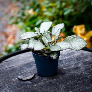 Episcia 'Neon Surprise' 12 cm