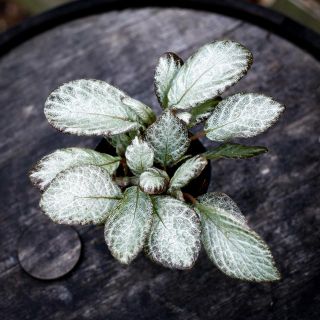 Episcia 'Neon Surprise' 12 cm