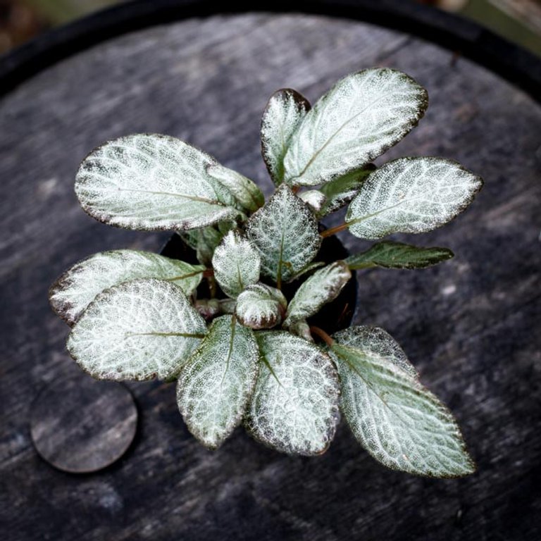 Episcia 'Neon Surprise' 12 cm