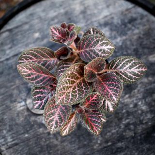 Episcia 'Tierra Noche' 12 cm *KAMPANJ*