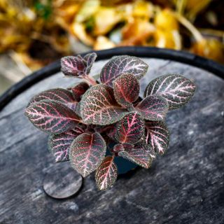 Episcia 'Tierra Noche' 12 cm *KAMPANJ*