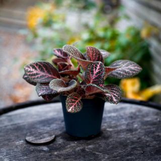 Episcia 'Tierra Noche' 12 cm *KAMPANJ*