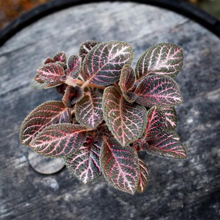 Episcia 'Tierra Noche' 12 cm