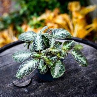 Episcia 'Tierra Rayas' 12 cm *KAMPANJ*