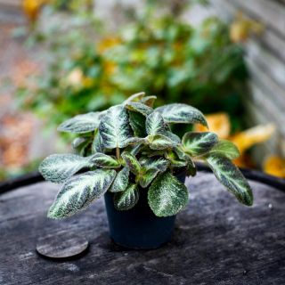 Episcia 'Tierra Rayas' 12 cm *KAMPANJ*