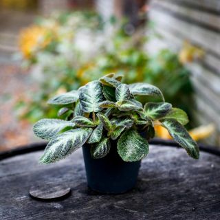 Episcia 'Tierra Rayas' 12 cm *KAMPANJ*