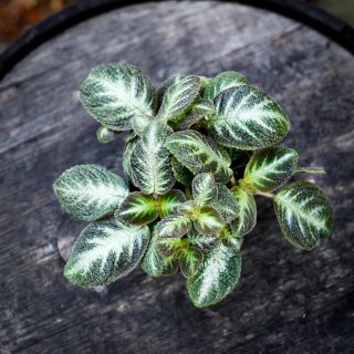 Episcia 'Tierra Rayas' 12 cm *KAMPANJ*