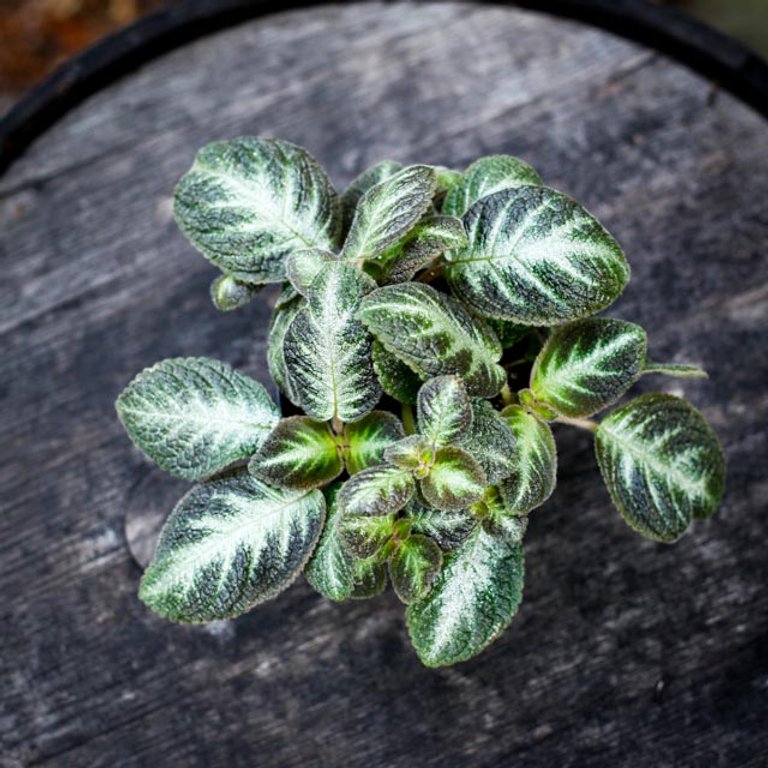 Episcia 'Tierra Rayas' 12 cm
