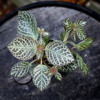 Episcia 'Tierra Rosa' 12 cm *KAMPANJ*