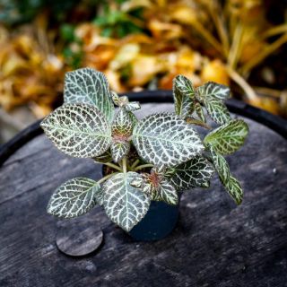 Episcia 'Tierra Rosa' 12 cm *KAMPANJ*