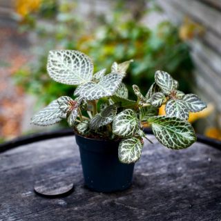 Episcia 'Tierra Rosa' 12 cm *KAMPANJ*