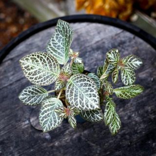 Episcia 'Tierra Rosa' 12 cm *KAMPANJ*