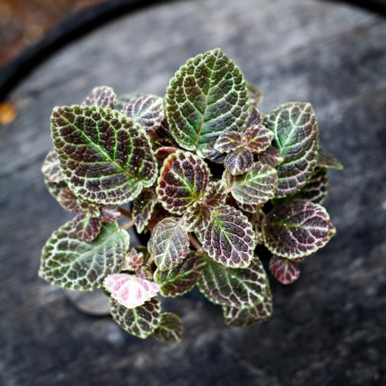 Episcia 'Tierra Tortuga' 12 cm