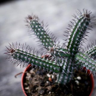 Euphorbia Badoensis 8,5 cm
