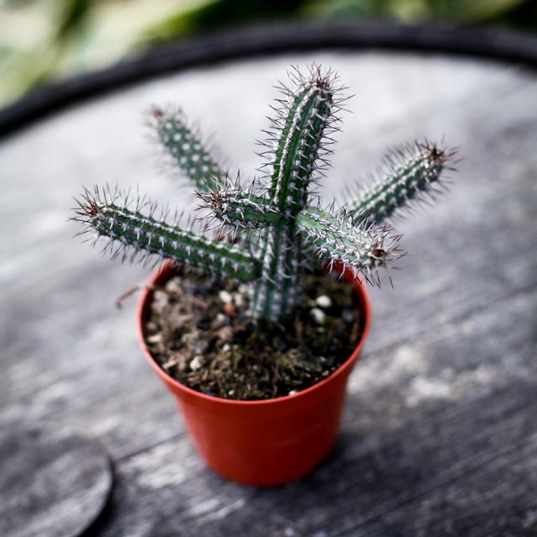 Euphorbia Badoensis 8,5 cm