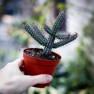 Euphorbia Badoensis 8,5 cm