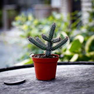 Euphorbia Badoensis 8,5 cm