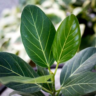 Ficus benghalensis 'Audrey' 12 cm - Banyanfikus