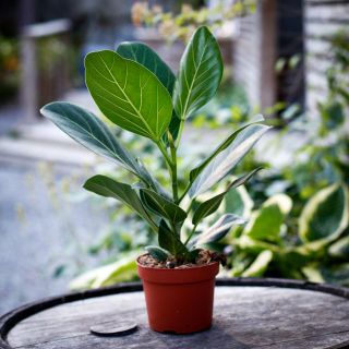 Ficus benghalensis 'Audrey' 12 cm - Banyanfikus