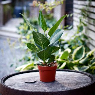 Ficus benghalensis 'Audrey' 12 cm - Banyanfikus