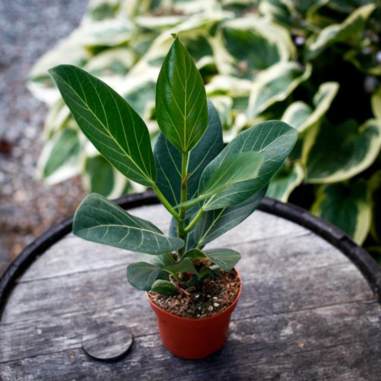 Ficus benghalensis 'Audrey' 12 cm - Banyanfikus