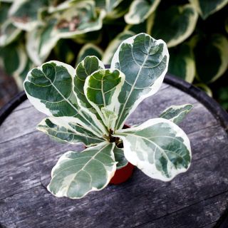 Ficus lyrata 'Variegata' 12 cm - Variegerad Fiolfikus RÄDDA MIG
