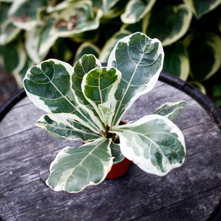 Ficus lyrata 'Variegata' 12 cm - Variegerad Fiolfikus RÄDDA MIG