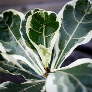 Ficus lyrata 'Variegata' 12 cm - Variegerad Fiolfikus RÄDDA MIG