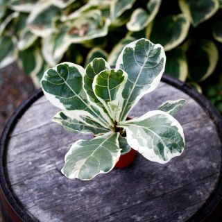 Ficus lyrata 'Variegata' 12 cm - Variegerad Fiolfikus RÄDDA MIG