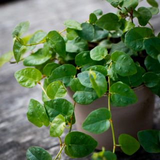 Ficus pumila 'Green Sunny' 9 cm