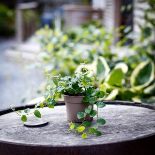 Ficus pumila 'Green Sunny' 9 cm