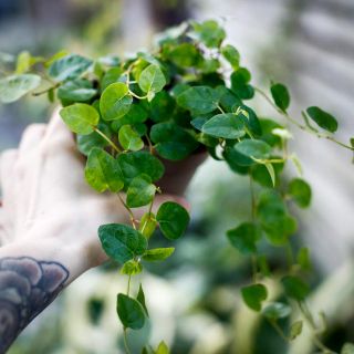 Ficus pumila 'Green Sunny' 9 cm