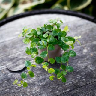 Ficus pumila 'Green Sunny' 9 cm