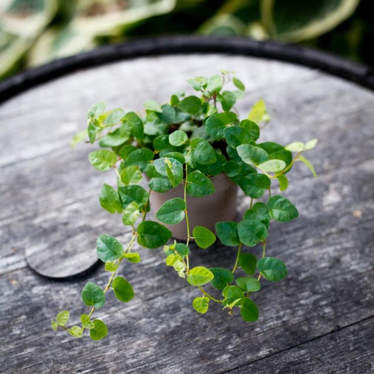 Ficus pumila 'Green Sunny' 9 cm