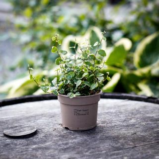 Ficus pumila 'White Sunny' 9 cm