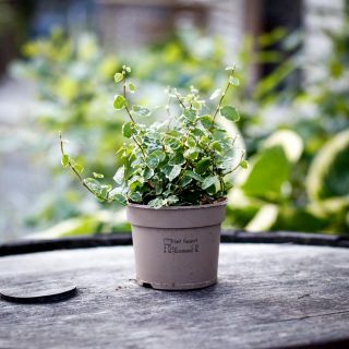 Ficus pumila 'White Sunny' 9 cm