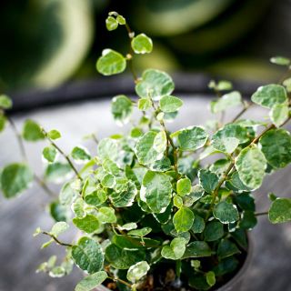 Ficus pumila 'White Sunny' 9 cm