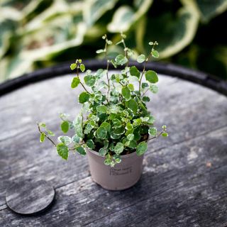 Ficus pumila 'White Sunny' 9 cm