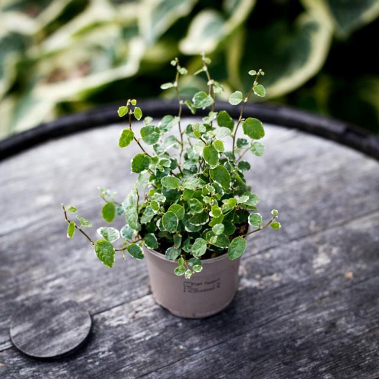 Ficus pumila 'White Sunny' 9 cm