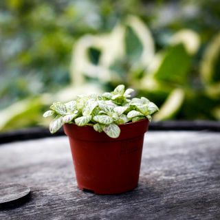 Fittonia 'Mosaic Lemon' 8,5 cm