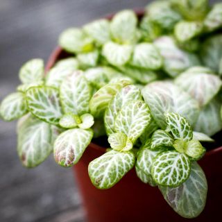 Fittonia 'Mosaic Lemon' 8,5 cm