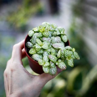 Fittonia 'Mosaic Lemon' 8,5 cm