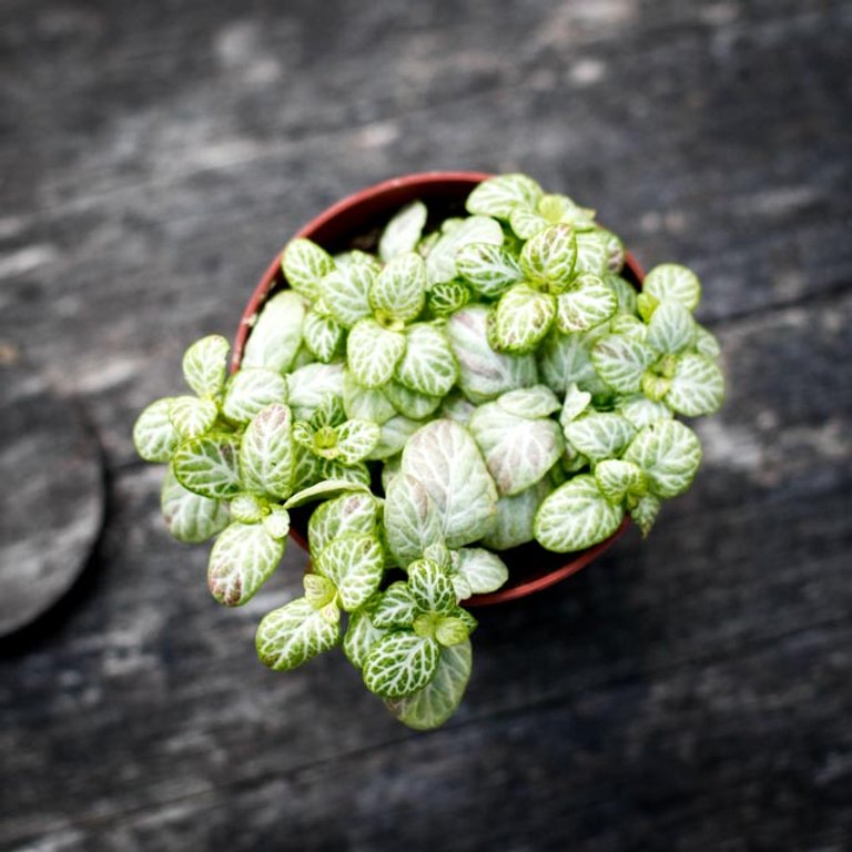 Fittonia 'Mosaic Lemon' 8,5 cm