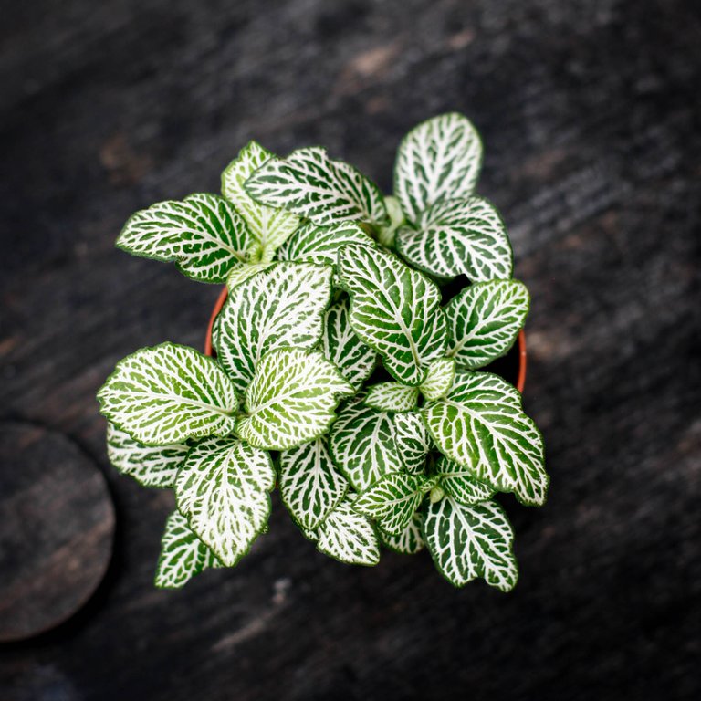 Fittonia 'Purple Snow Anne' 8,5 cm