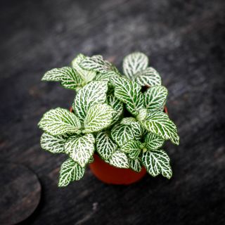 Fittonia 'Purple Snow Anne'