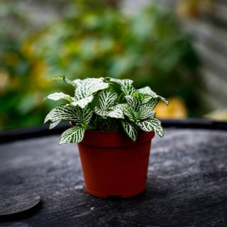 Fittonia 'Purple Snow Anne'
