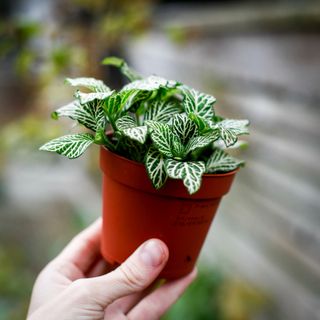 Fittonia 'Purple Snow Anne'