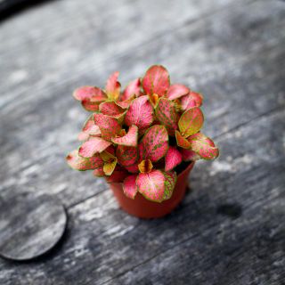 Fittonia 'Ruby Lime' 8,5 cm