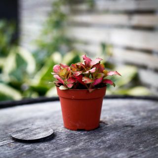 Fittonia 'Ruby Lime' 8,5 cm
